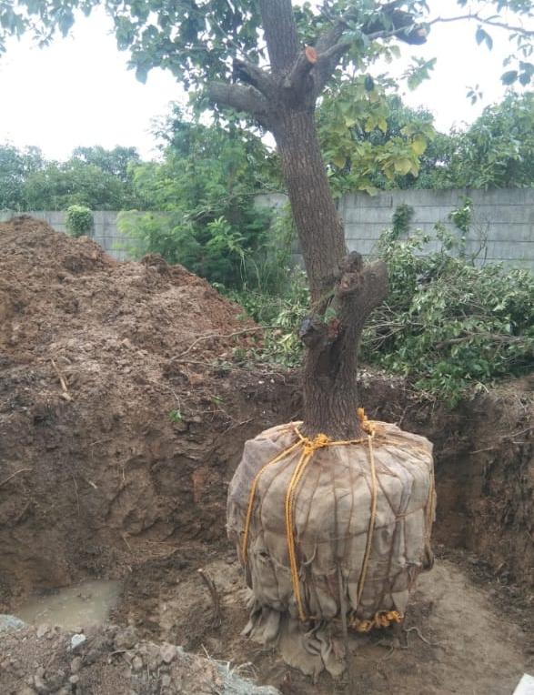 Mature Tree Handling