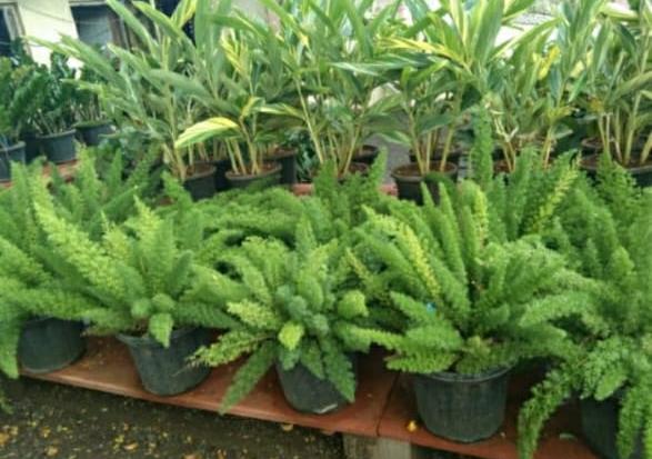 Shade Plants