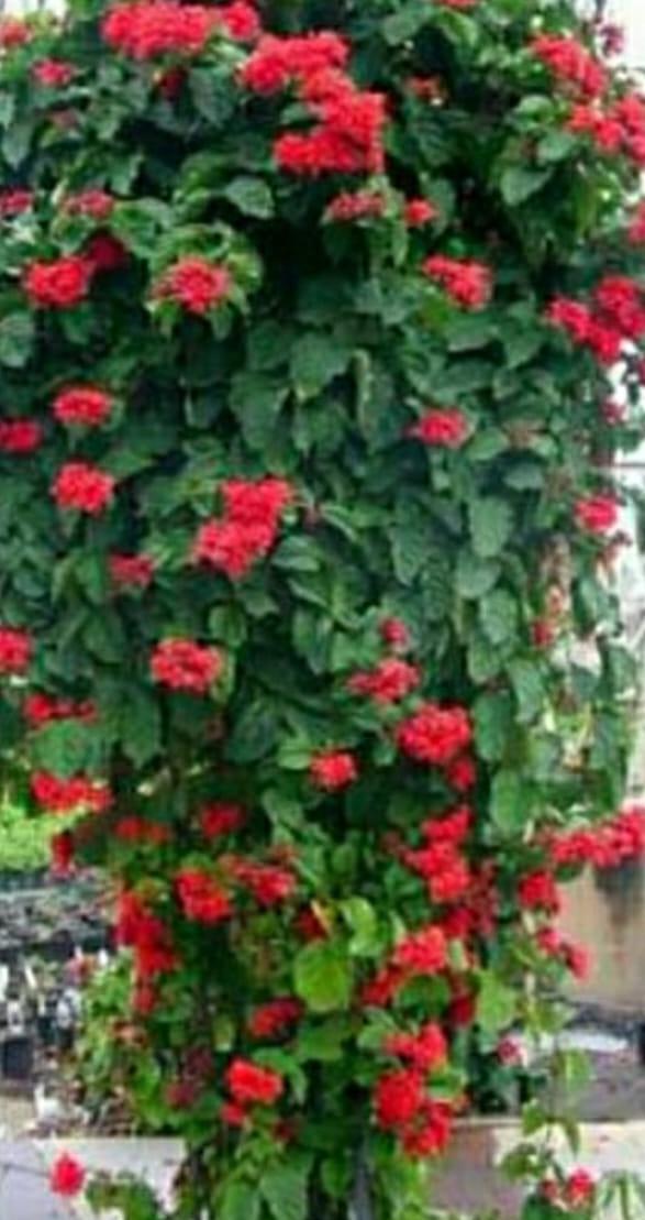 Red Creeper
