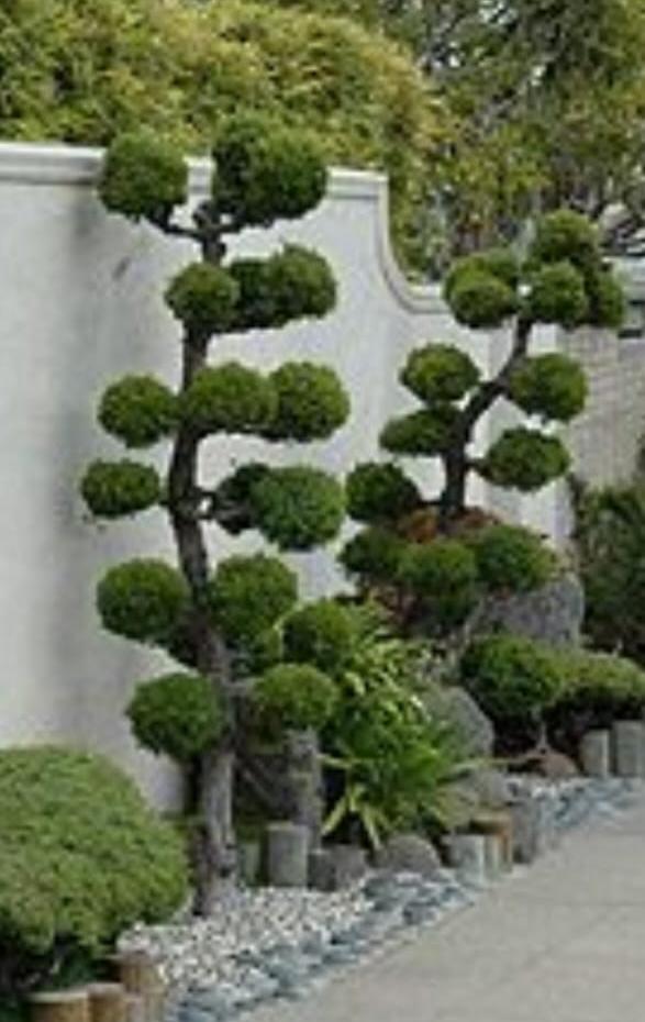 Hedge & Ornamental Styling work
