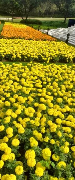 Marigold