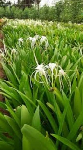 Spider Lily