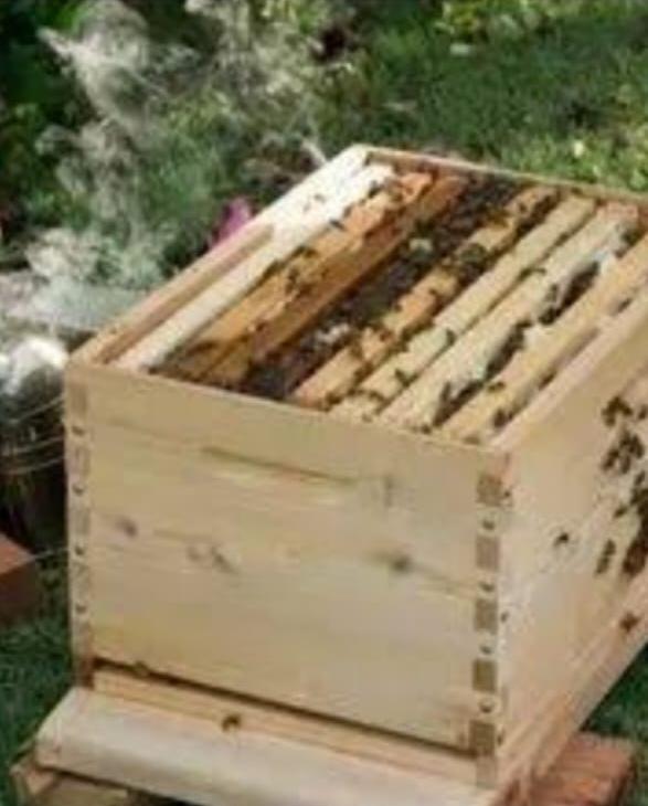 Honey Farming work