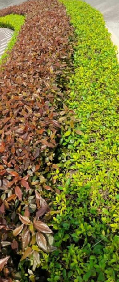 Coloured Hedge