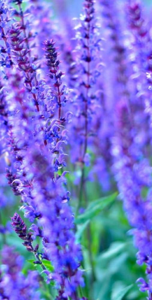 Salvia