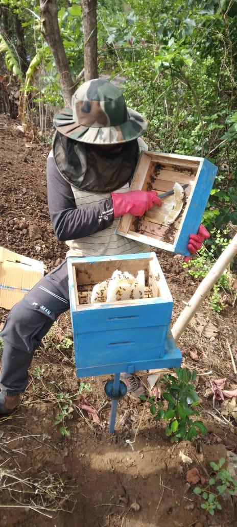 Honey Farming