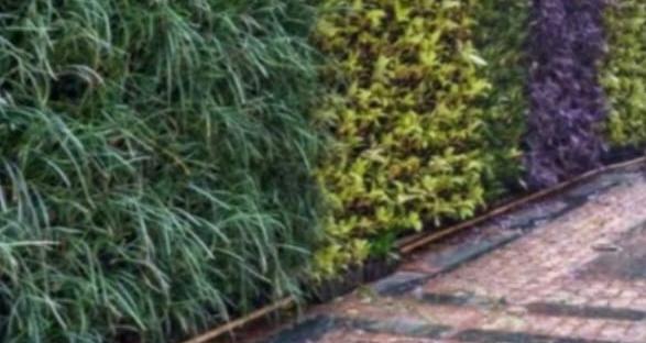 Vertical Gardening