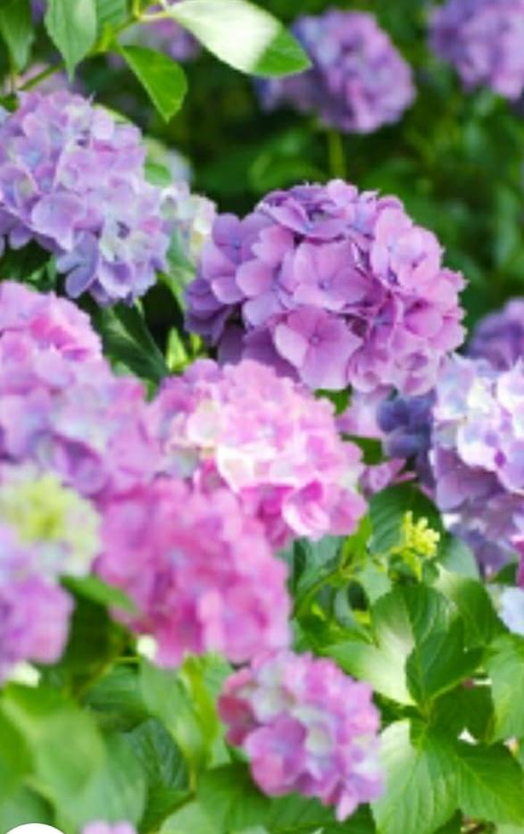 Hydrangea