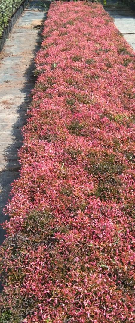 Red Border Plants