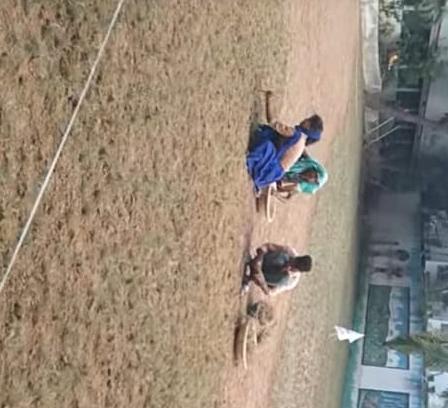 Lawn Development & Maintenance work