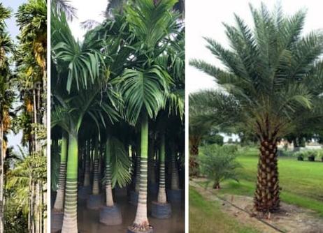 Palm Varieties
