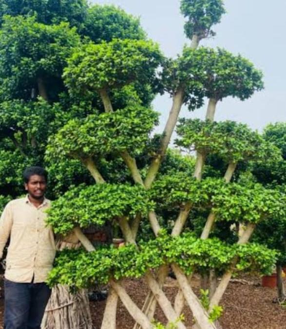 Ornamental tree at nursery