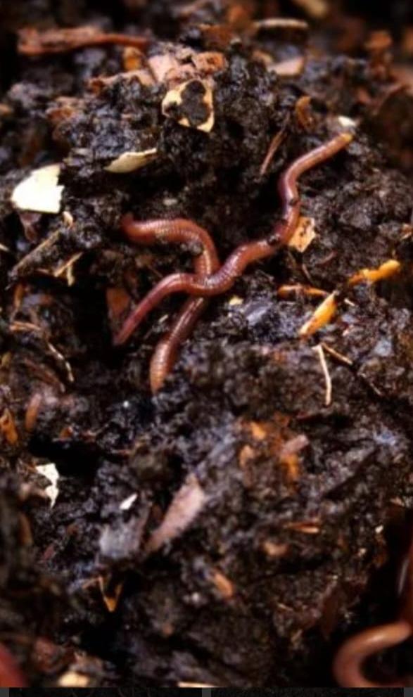 Vermicompost
