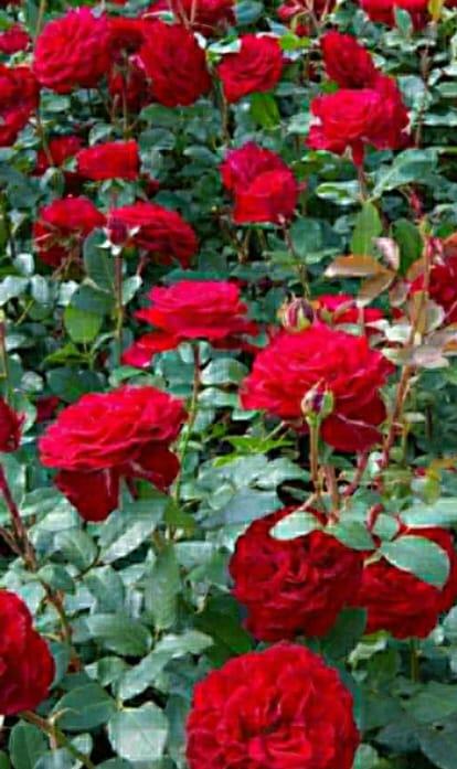 Roses