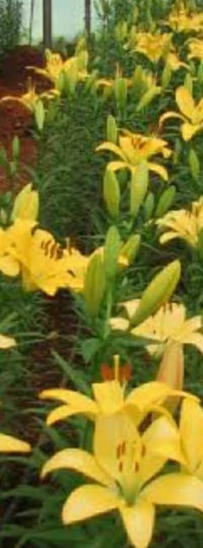 Lilies
