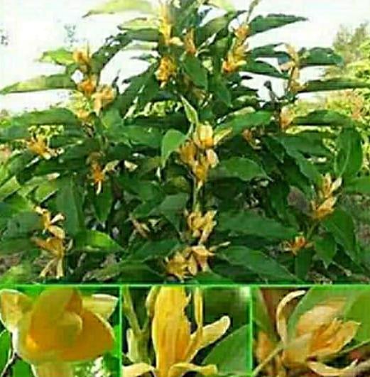Fragrant Shrubs