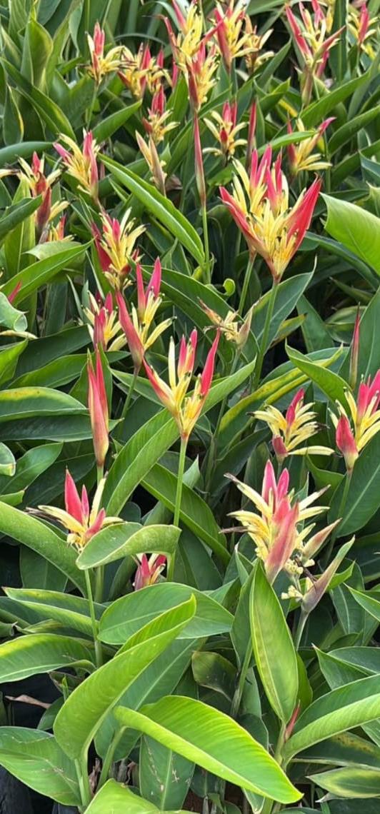 Heliconia