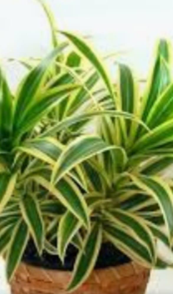 Spider Plant