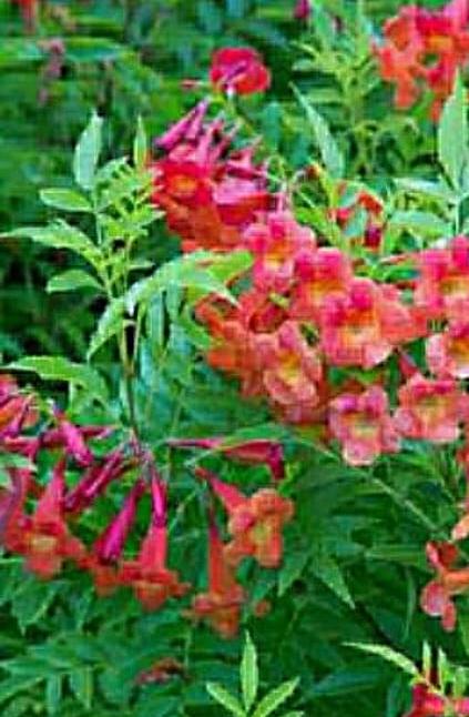 Flowering Plants