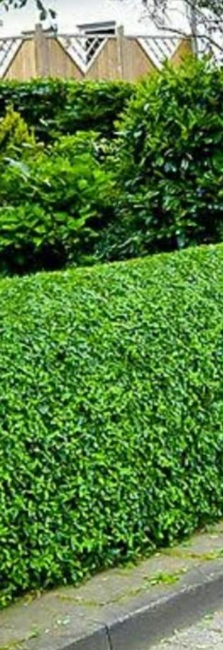 Green Hedge