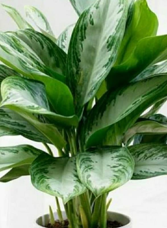 Aglaonema