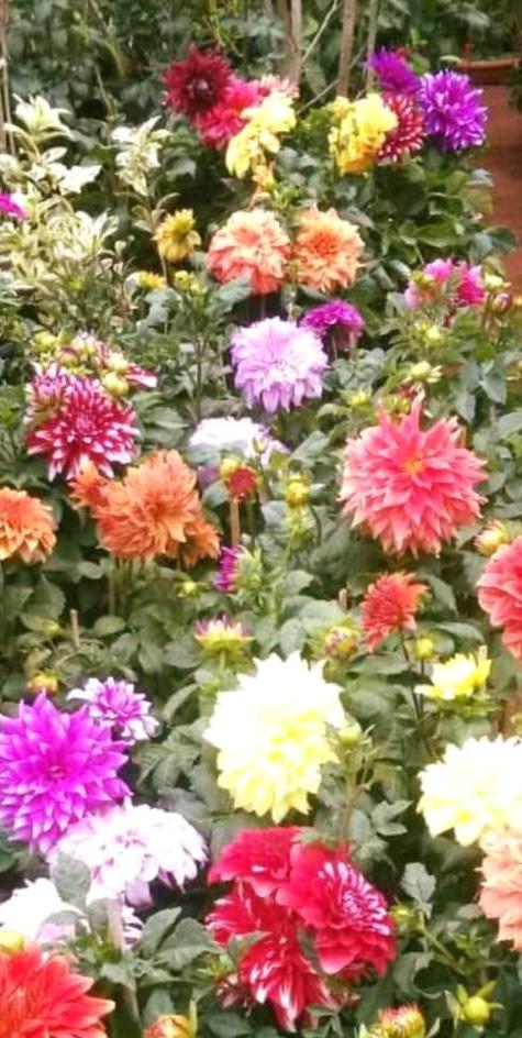 Portulaca