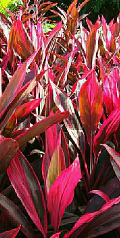 Cordyline