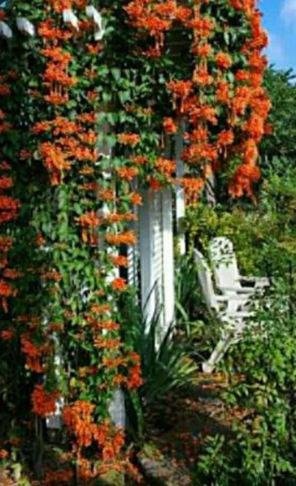 Creepers & Climbers