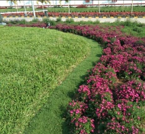Lawn with flowering border