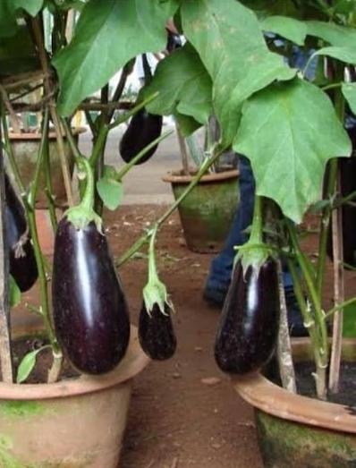 Kitchen Gardens