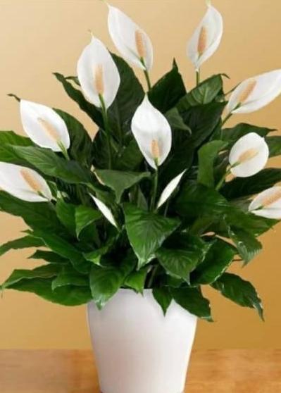 Peace Lily