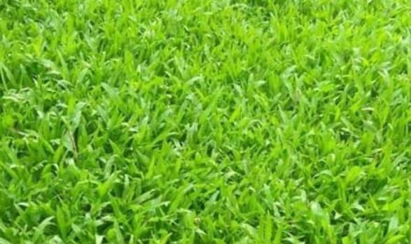 Lawn Development & Maintenance work